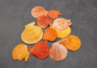 Pure Botanical Shells For Wellness Support