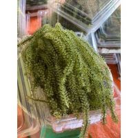 PREMIUM GRAPE SEAWEED / PLANT-SOURCED / ADDITIVE-FREE / CLEAN FOOD