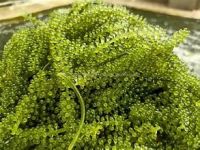 OCEAN-HARVESTED GRAPE SEAWEED / PLANT-BASED / NATURAL SEA SNACK / READY TO EAT