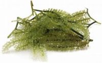 FRESH GREEN CAVIAR SEAWEED / NATURAL OCEAN TASTE / CLEAN LABEL / VEGAN SNACK