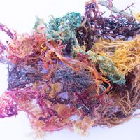 RAW SEA MOSS / NO ADDITIVES / CLEAN