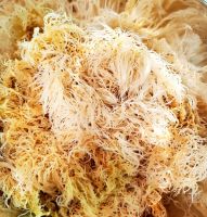 DRIED GOLDEN SEA MOSS / NATURAL WELLNESS