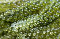 CLEAN LABEL SEA GRAPES WITH NATURAL PLANT INFUSION FROM BOTANICAL CATAPPA LEAF EXTRACT
