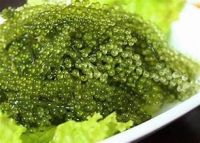 FRESH TASTE SEA GRAPES WITH BOTANICAL LEAF INFUSION FROM PLANT BASED CATAPPA SOURCE