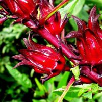 DRIED ARTICHOKE SLICE WITH CLEAN BOTANICAL INFUSION USING PURE CATAPPA LEAF PLANT BASED SOURCE