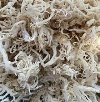 PLANT BASED COTTONII SEAWEED FOR CLEAN EATING WELLNESS AND CARRAGEENAN EXTRACTION PURPOSES