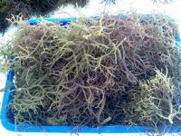 NATURAL RED SEAWEED COTTONII FOR ORGANIC NUTRITION AND IMMUNE SUPPORT FUNCTIONAL USES