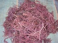 PREMIUM COTTONII SEAWEED FOR VEGAN FRIENDLY GEL FORMING AND FOOD PROCESSING SOLUTIONS