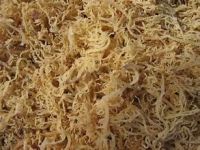 PURE ORGANIC COTTONII SEAWEED FOR WHOLE FOOD SUPPLEMENT AND NATURAL DIETARY SUPPORT