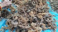 PURE COTTONII SEAWEED FOR CLEAN LABEL PLANT BASED HEALTHY FOOD APPLICATIONS