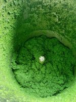 FROZEN CASSAVA LEAVES / CLEAN LABEL / PLANT-BASED / NATURAL GREEN
