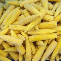 IQF BABY CORN FOR FROZEN FOOD EXPORTERS VEGETABLE PROCESSORS AND GLOBAL SUPERMARKET CHAIN SUPPLY