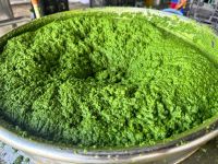 PREMIUM FROZEN CASSAVA LEAVES / CLEANLY HARVESTED