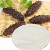 SEA CUCUMBER COLLAGEN POWDER PURE NATURAL