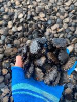 VIBRANT GAC SEED / IMMUNE SUPPORT / CLEAN