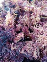 MARINE BOTANIC NUTRIPACK SEA MOSS / CLEAN FORMULA / PLANT-POWERED