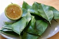 CLEAN LABEL DRIED LIME LEAVES RICH IN NATURAL OILS FOR IMMUNE SUPPORT AND WELLNESS From Vietnam