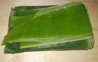 FRESH-CUT BANANA LEAVES FOR PLANT