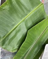 BANANA LEAVES WITH NO ADDITIVES FOR