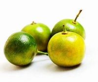 PURE BOTANICAL FROZEN KUMQUAT JUICE FOR DAILY IMMUNE HEALTH AND NATURAL CITRUS REFRESHMENT