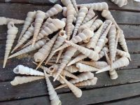 PURE NATURAL SEA SHELL MINERAL SOURCE