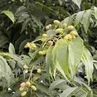 NATURAL DRIED CLAUSENA INDICA LEAVES CLEAN HERBAL INGREDIENT FOR HEALTHY TEA IMMUNE DEFENSE AND DAILY WELLNESS