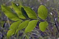 CLEAN LABEL CLAUSENA INDICA LEAVES NATURAL BOTANICAL INGREDIENT FOR IMMUNE CARE TEA DETOX SUPPORT AND BALANCE