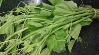 PURE NATURAL FROZEN PUMPKIN LEAVES WHOLE PLANT BASED GREEN VEGETABLE CLEAN LABEL FOOD FOR EXPORT