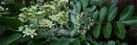 DRIED CLAUSENA INDICA LEAVES PREMIUM QUALITY CLEAN BOTANICAL PRODUCT FOR IMMUNE HEALTH DETOX AND HERBAL TEA USE