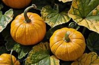 CLEAN LABEL FROZEN PUMPKIN FROM NATURAL PLANT SOURCE FOR IMMUNE SYSTEM SUPPORT HEALTHY LIFESTYLE AND VEGAN DIET