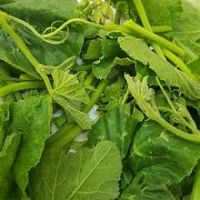 PREMIUM QUALITY FROZEN PUMPKIN LEAVES CLEAN LABEL PLANT BASED INGREDIENT FOR IMMUNE SUPPORT AND HEALTHY DIET