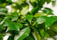 PURE CLAUSENA INDICA LEAVES CLEAN LABEL NATURAL HERBAL TEA INGREDIENT FOR IMMUNE SUPPORT WELLNESS AND DETOX