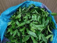 PLANT BASED CLAUSENA INDICA LEAVES CLEAN LABEL NATURAL HERBAL SOLUTION FOR LIVER CARE IMMUNE BOOST AND RELAXATION