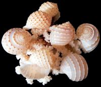 SEA SHELL DECOR SPOTTED TUN / HAND SELECTED PIECES / GREAT FOR CANDLE HOLDERS OR COASTAL DESIGN