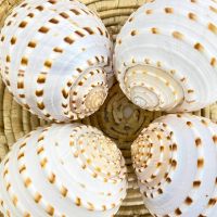 SPOTTED TUN SHELLS FOR INTERIOR DESIGN / SEA NATURE INSPIRED DECOR PIECES / READY TO SHIP