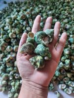 SPOTTED TUN SHELLS WHOLESALE / ECO-FRIENDLY SEA PRODUCTS / USED FOR HANDCRAFTS AND DECORATION