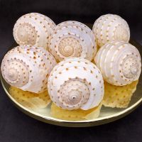 SPOTTED TUN SHELLS FOR HOME DECOR / MARINE COLLECTION QUALITY / READY FOR EXPORT WORLDWIDE
