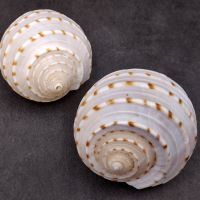 NATURAL SPOTTED TUN SHELLS / POLISHED SURFACE / HIGH GRADE FOR SHELL ART JEWELRY AND ORNAMENTS