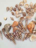 NATURAL SEA SHELLS BATILLARIA ZONALIS / CRAFTING GRADE / CLEANED AND SORTED / READY TO EXPORT