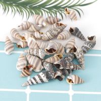 100% NATURAL BATILLARIA ZONALIS SHELLS / MARINE GRADE / DRIED AND CLEANED / EXPORT BULK PACKING