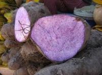 IQF PURPLE YAM STRIPS | READY TO USE | HIGH FIBER & NATURAL COLOR | FACTORY PRICE | VIETNAM ORIGIN