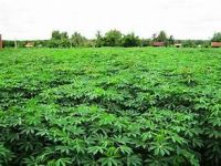 FROZEN MASHED CASSAVA LEAVES PURE CLEAN LABEL PLANT BASED IMMUNE SUPPORT SUPERFOOD