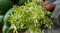 PURE DRIED MALE PAPAYA FLOWER SUPPORT