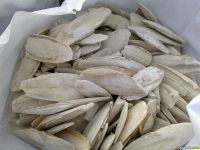 DRIED CUTTLEFISH BONE / PREMIUM QUALITY / BULK EXPORT FOR BIRD CAGE ACCESSORIES AND PET NUTRITION From Vietnam