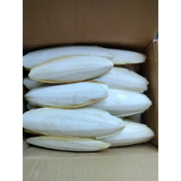 HOT DEAL CUTTLEBONE SUPPLY IN BULK EXPORT WITH BEST PRICES
