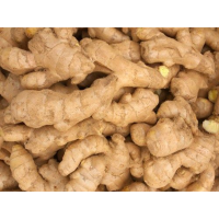 HOT DEAL FRESH GINGER ROOT EXPORT FROM VIETNAM WITH BEST PRICES