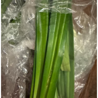 WHOLESALE DRIED PANDAN LEAVES PURE AND FRESHLY HARVESTED WITH COMPETITIVE PRICE