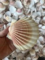 TOP SALES SCALLOP SHELL BULK WHOLESALE