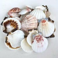 PREMIUM SCALLOP SHELL NATURAL SEA SHELL