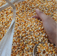 ALL NATURAL DRIED YELLOW SWEET CORN KERNELS PREMIUM GRADE CLEAN LABEL NON GMO